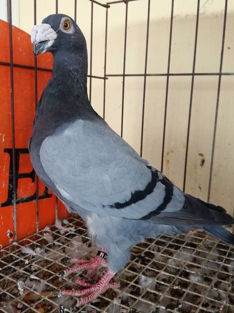  - V--Album ORIENTATIV 1