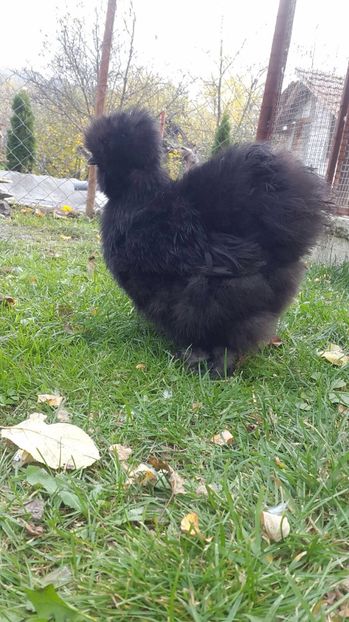 IMG-20171022-WA0011 - Matase japoneza - 2018