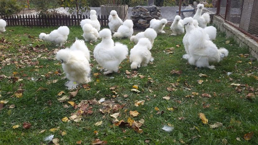 IMG-20171022-WA0022 - Matase japoneza - 2018