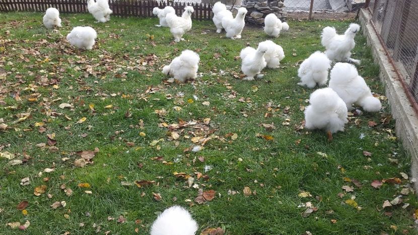 IMG-20171022-WA0017 - Matase japoneza - 2018