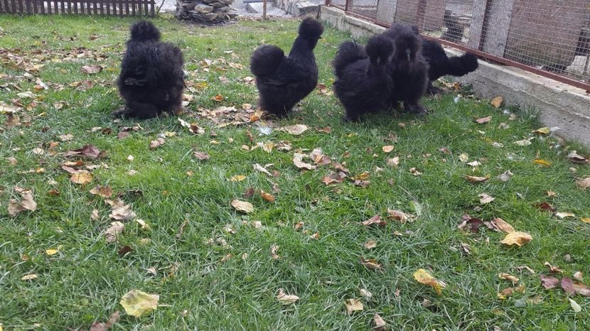 IMG-20171022-WA0000 - Matase japoneza - 2018