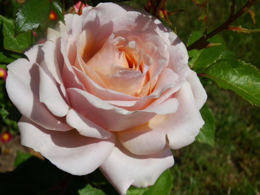 Ballade - trandafiri lia seria 3