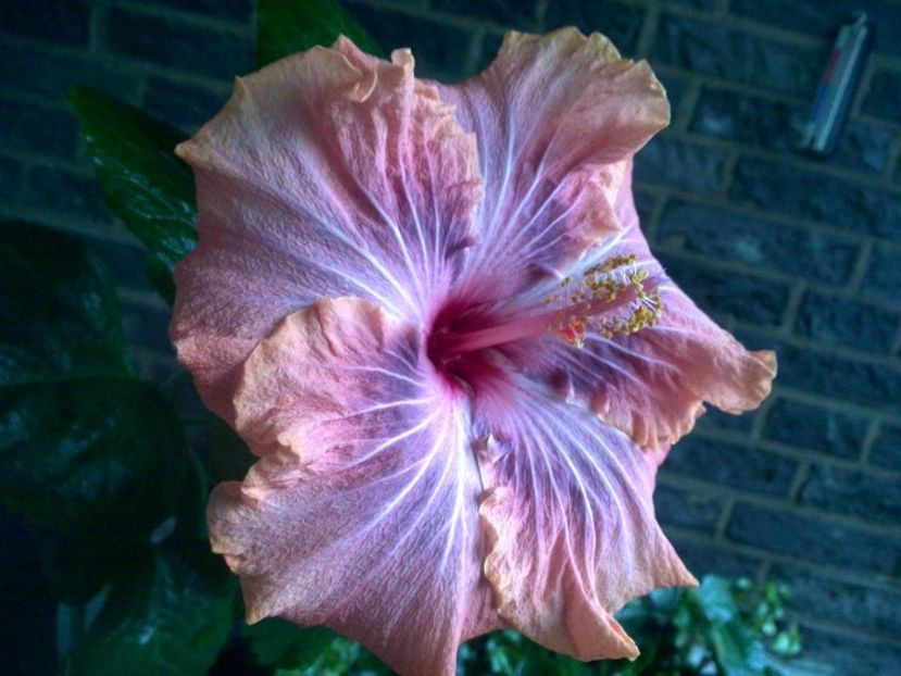 WIN_20171024_081642 - Gabriel