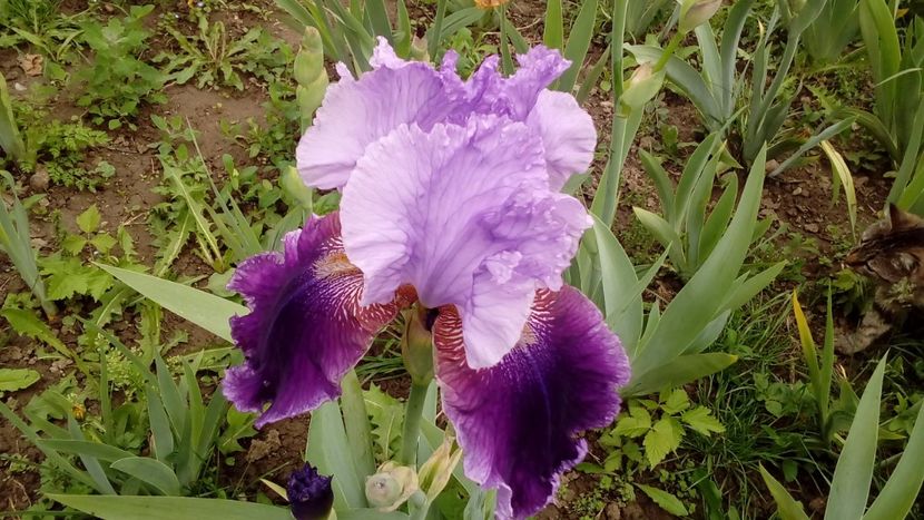 Lilla Alberta - Irisi intermedia si inalti 2017