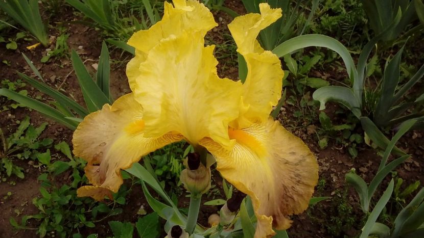 Ming Dinasty - Irisi intermedia si inalti 2017