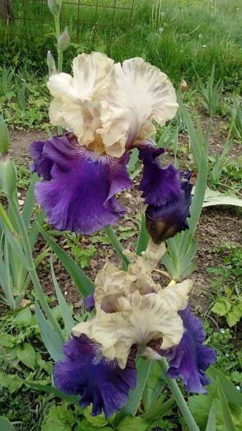 Boysenberry Buttercup - Irisi intermedia si inalti 2017