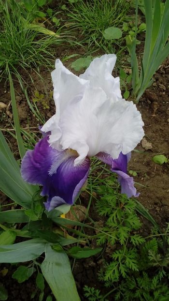 Margarita - Irisi intermedia si inalti 2017