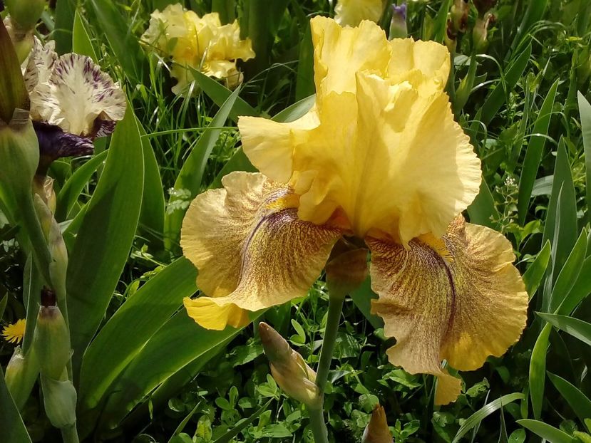 Desert Echo - Irisi intermedia si inalti 2017