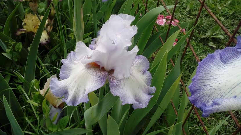 Acoma - Irisi intermedia si inalti 2017