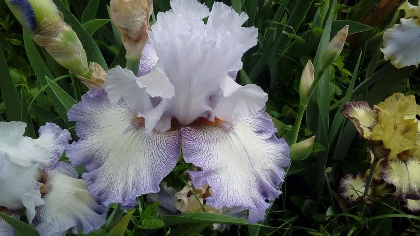 Acoma - Irisi intermedia si inalti 2017