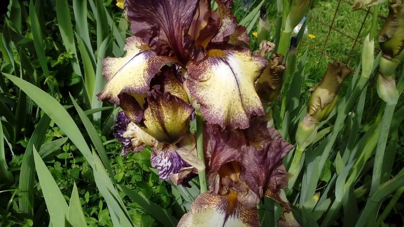 Burgundy Brown - Irisi intermedia si inalti 2017