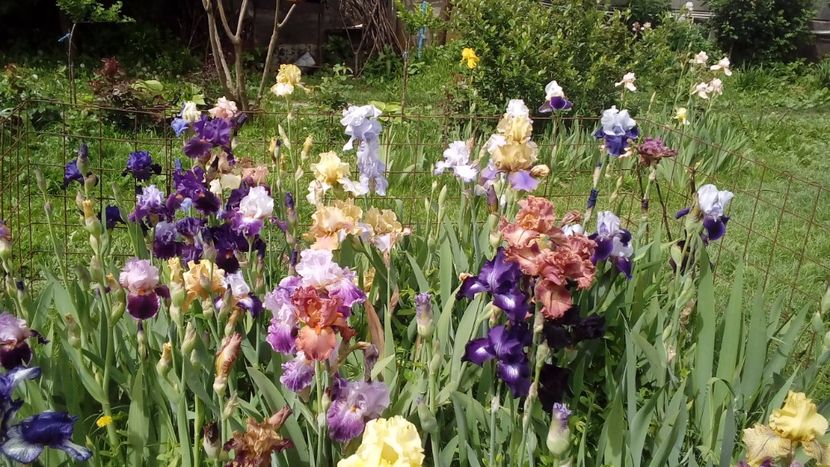  - Irisi intermedia si inalti 2017