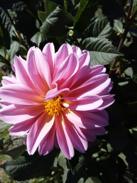  - Flori de gradina 2017