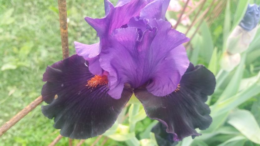 Wild Wings - Irisi intermedia si inalti 2017