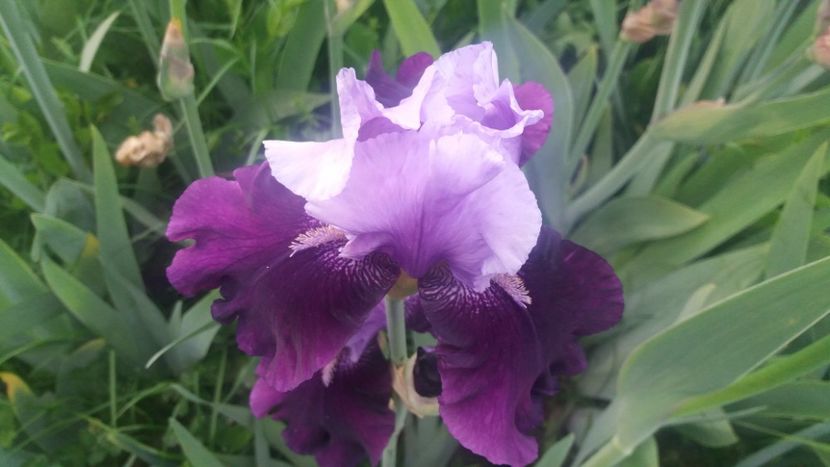 Bluebird Wine - Irisi intermedia si inalti 2017