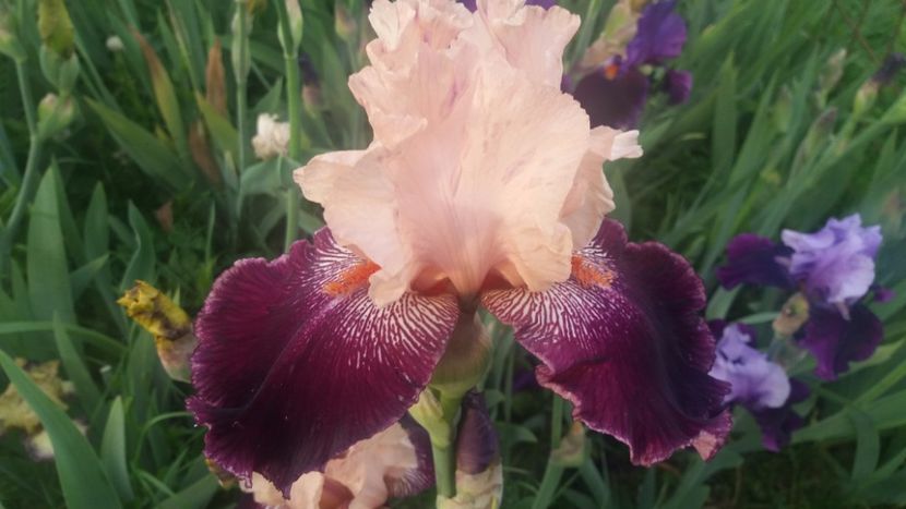  - Irisi intermedia si inalti 2017