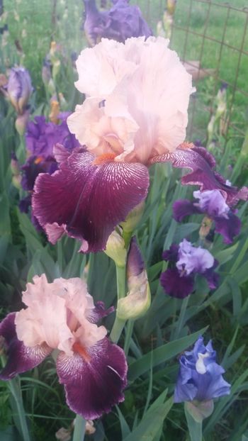  - Irisi intermedia si inalti 2017