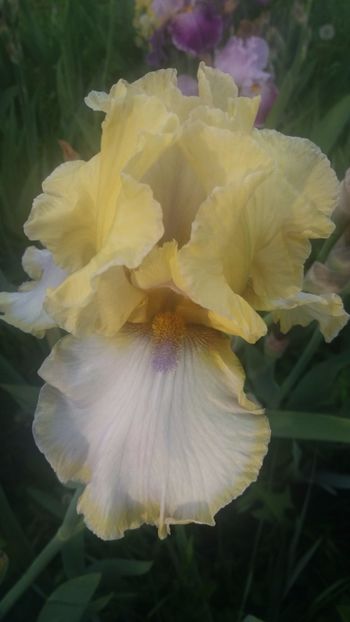 Muted melody - Irisi intermedia si inalti 2017