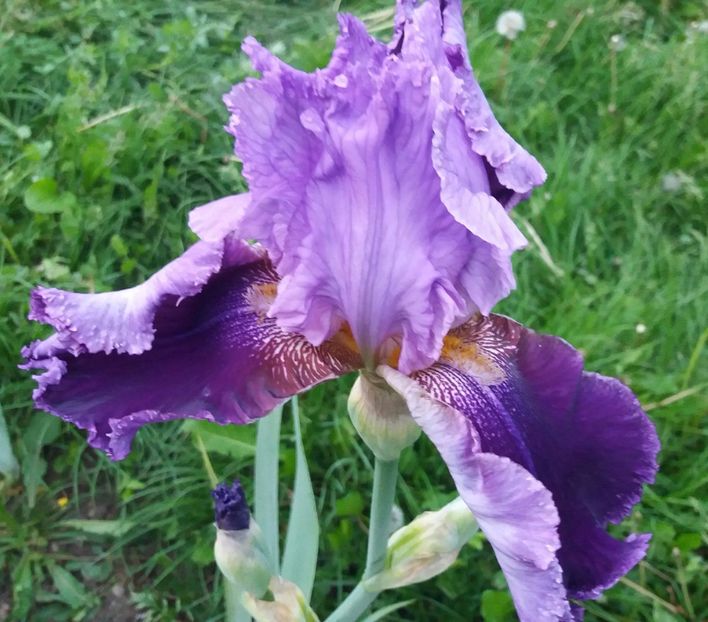 Lilla Alberta - Irisi intermedia si inalti 2017