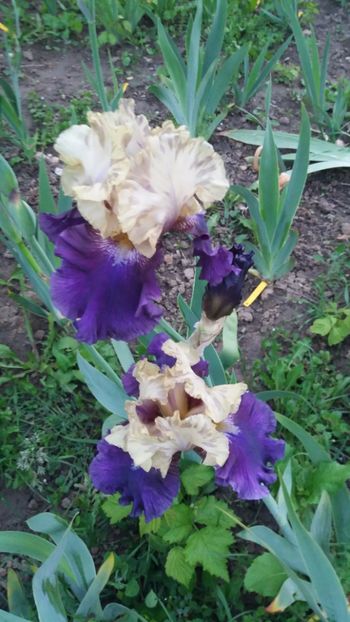 Boysenberry Buttercup - Irisi intermedia si inalti 2017