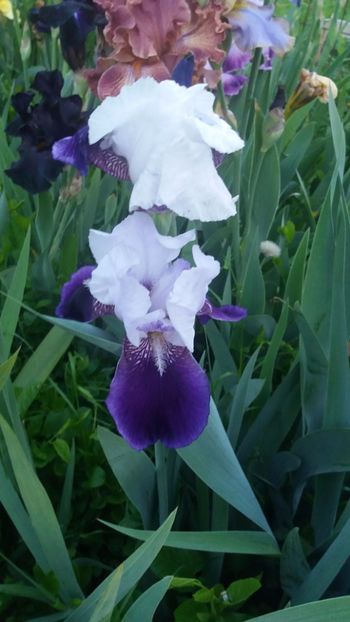 Elizabeth Noble - Irisi intermedia si inalti 2017