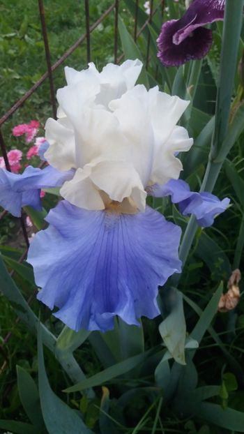 Stairway to heaven - Irisi intermedia si inalti 2017