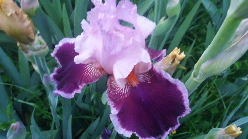 Armaggedon - Irisi intermedia si inalti 2017