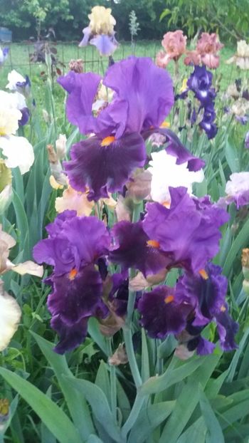 Local color - Irisi intermedia si inalti 2017