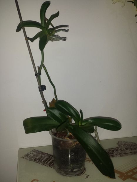 Mama eroine! - Inmultirea prin keiki 1
