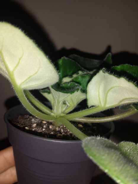 Ian Natalka - Ian Natalka