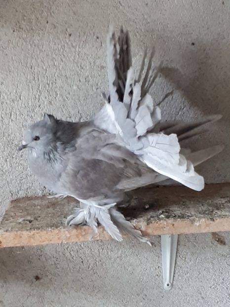 Femela 2017 - Voltati indieni - Vanduti sau donati