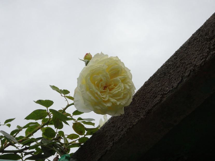 Elfe 15oct. - URCATORI LA A DOUA INFLORIRE SI DUPA