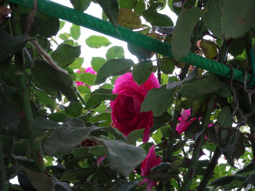 Parade 15 aug. - URCATORI LA A DOUA INFLORIRE SI DUPA