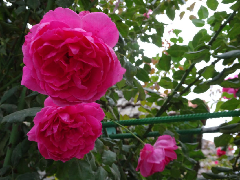 Parade 15 aug. - URCATORI LA A DOUA INFLORIRE SI DUPA