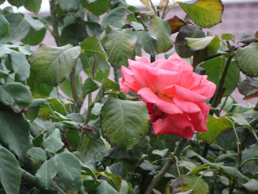 Dee Dee 15 aug. - URCATORI LA A DOUA INFLORIRE SI DUPA