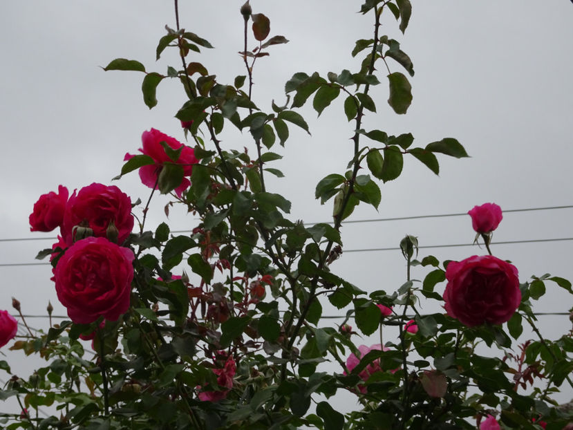 Parade 15 oct. - URCATORI LA A DOUA INFLORIRE SI DUPA