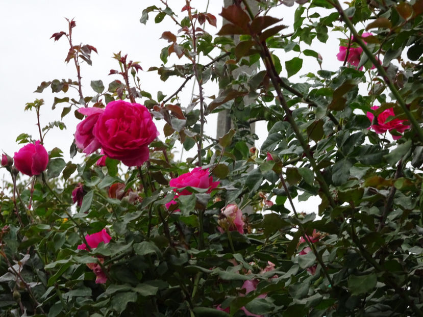 Parade 15 oct. - URCATORI LA A DOUA INFLORIRE SI DUPA