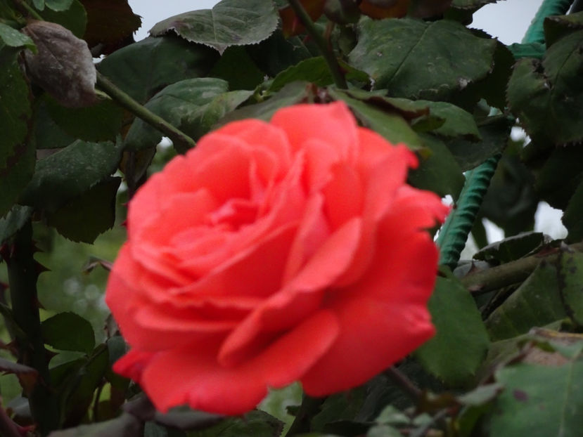 Dee Dee 15 oct. - URCATORI LA A DOUA INFLORIRE SI DUPA