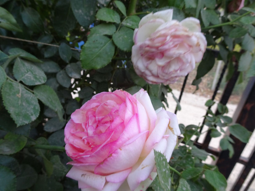 Eden Rose 15 oct. - URCATORI LA A DOUA INFLORIRE SI DUPA