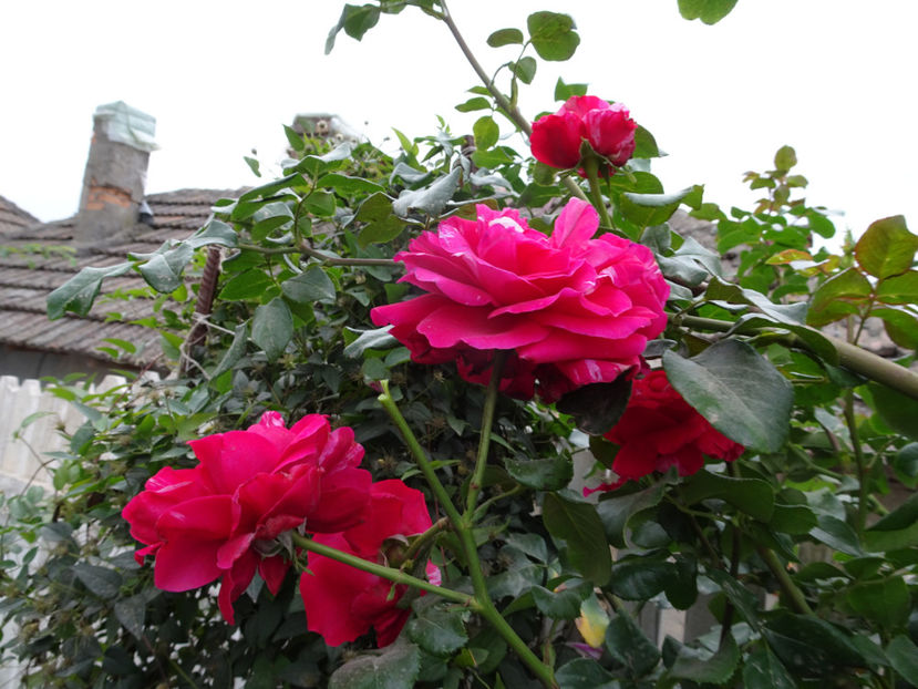 Ines Sastre 15 oct. - URCATORI LA A DOUA INFLORIRE SI DUPA