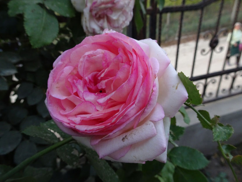 Eden Rose 15 oct. - URCATORI LA A DOUA INFLORIRE SI DUPA