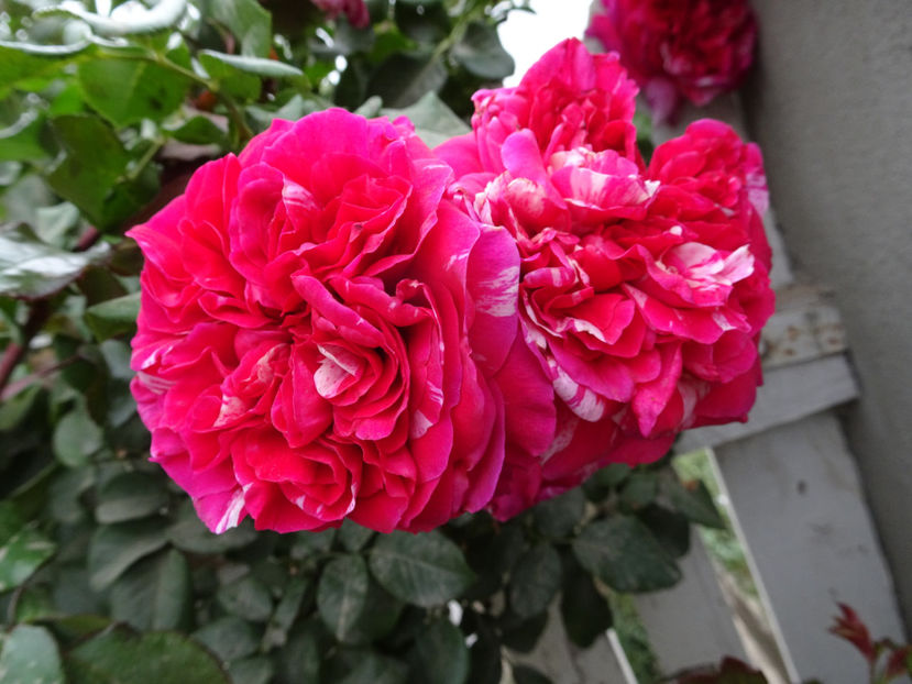 Ines Sastre 15 oct. - URCATORI LA A DOUA INFLORIRE SI DUPA