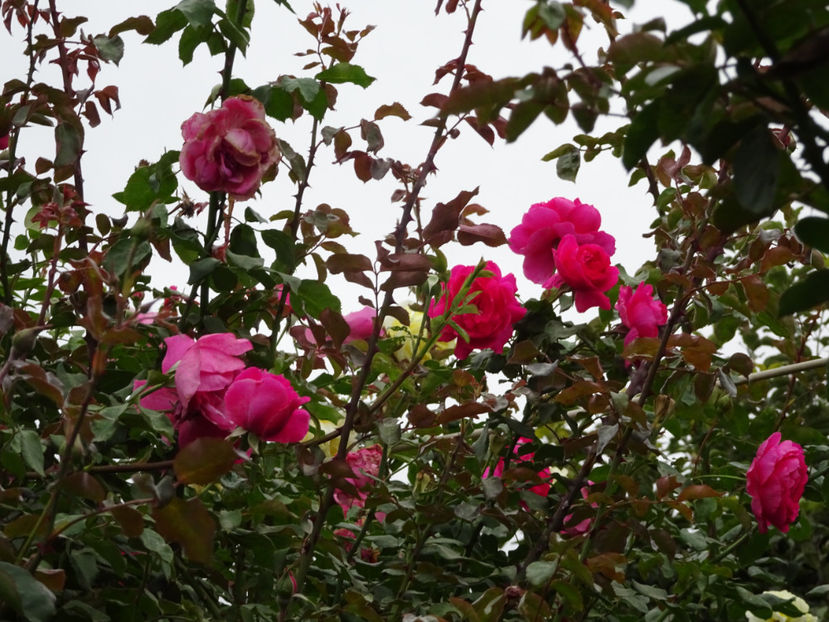 Parade 15 oct. - URCATORI LA A DOUA INFLORIRE SI DUPA