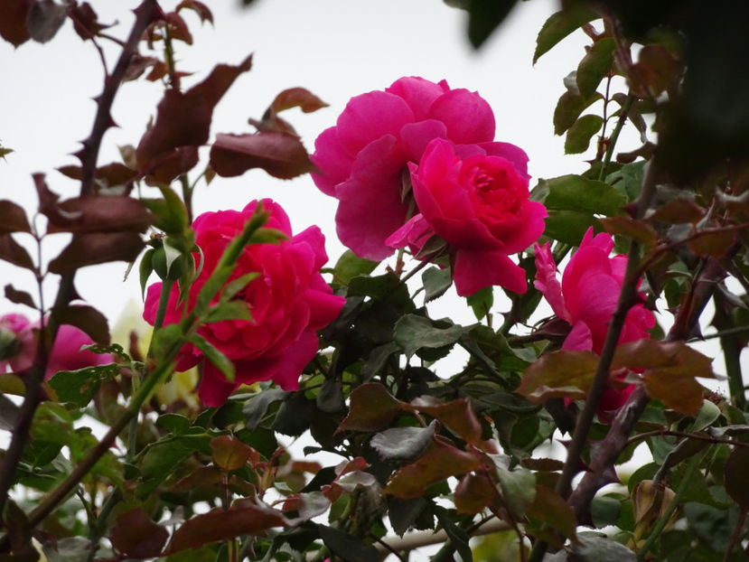 Parade 15 oct. - URCATORI LA A DOUA INFLORIRE SI DUPA