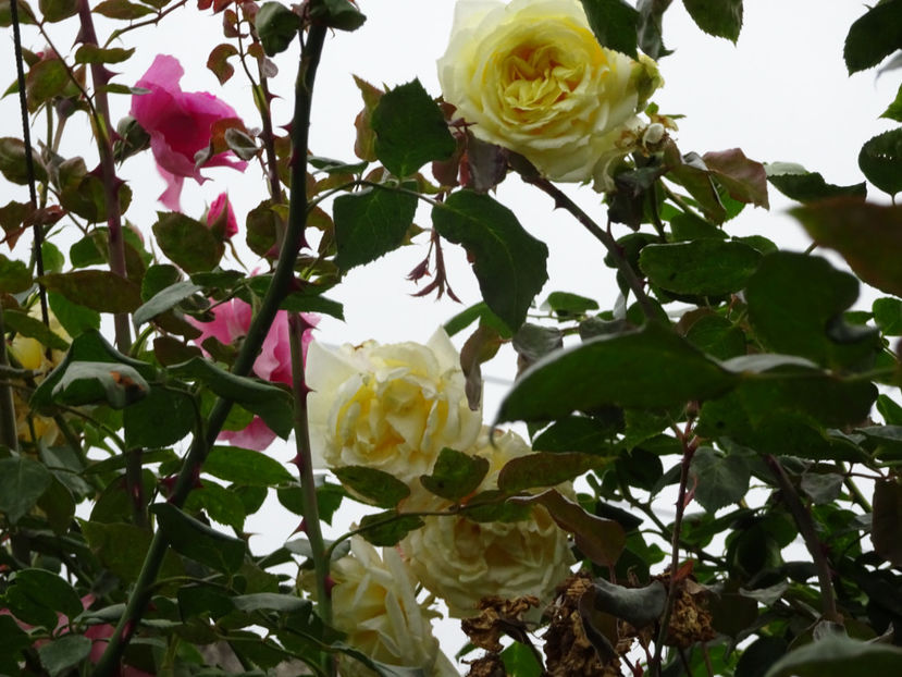  - URCATORI LA A DOUA INFLORIRE SI DUPA