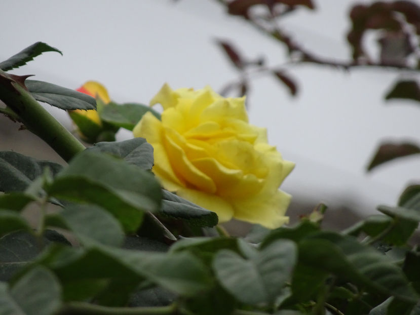 Golden Gate 15 oct. - URCATORI LA A DOUA INFLORIRE SI DUPA