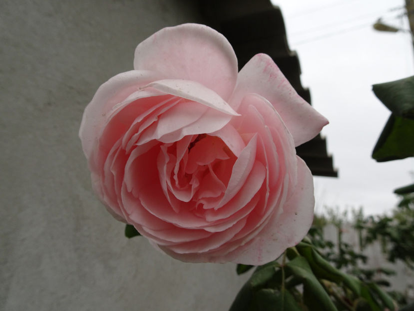 Nahema 15 oct. - URCATORI LA A DOUA INFLORIRE SI DUPA