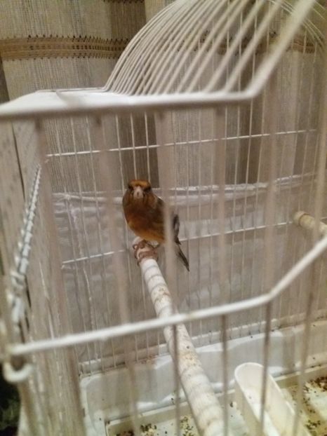  - pui hibrizi petrusi si sticlete 2017