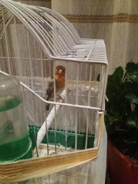  - pui hibrizi petrusi si sticlete 2017