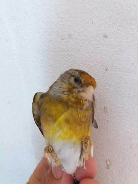 received_269036136942905 - pui hibrizi petrusi si sticlete 2017